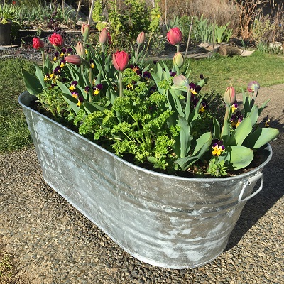 Spring Beauty Herb Planter