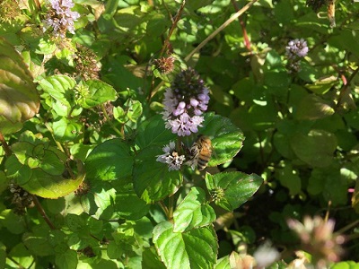 Honey bee at mint flower